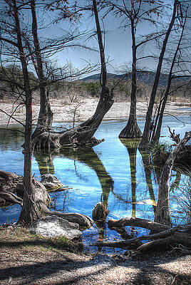Cypress by Michael Stolp