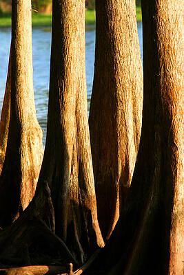 Cypress tree cluster 1 by Tom Baptist Cypress tree cluster 1 by Tom Baptist