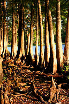 Cypress Tree cluster 2 by Tom Baptist Cypress Tree cluster 2 by Tom Baptist