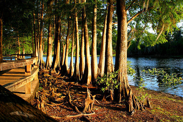 Cypress Tree cluster 4 by Tom Baptist Cypress Tree cluster 4 by Tom Baptist