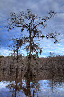 Wall Art - Photograph - Cypress Tree by Jonathan Davison