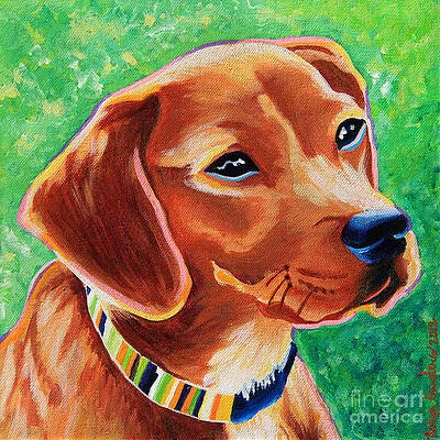 Dachshund Beagle Mixed Breed Dog Portrait by Robyn Saunders Dachshund Beagle Mixed Breed Dog Portrait by Robyn Saunders