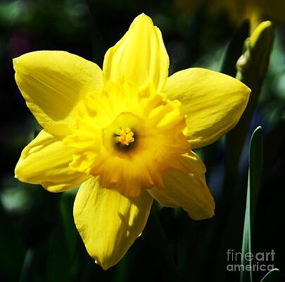 A Daffodil From Howth, Ireland by Marcus Dagan A Daffodil From Howth, Ireland by Marcus Dagan