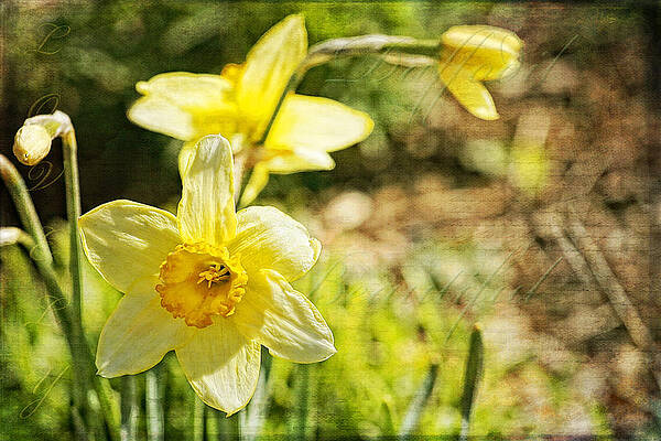 Wall Art - Photograph - Daffodil Beauty by Lincoln Rogers