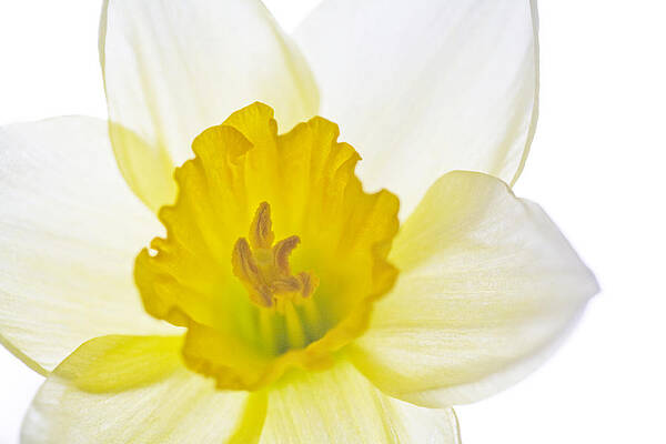 Daffodil Bright by Natalie Kinnear Daffodil Bright by Natalie Kinnear