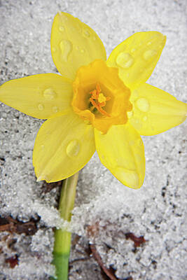 Wall Art - Photograph - Daffodil in Spring Snow by Adam Romanowicz