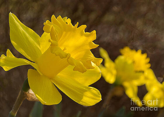 Daffodils by Mark Ali Daffodils by Mark Ali