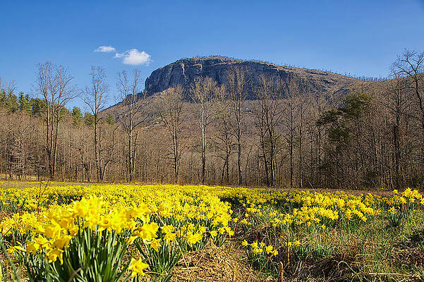Daffodils and Shortoff by Mark Steven Houser Daffodils and Shortoff by Mark Steven Houser