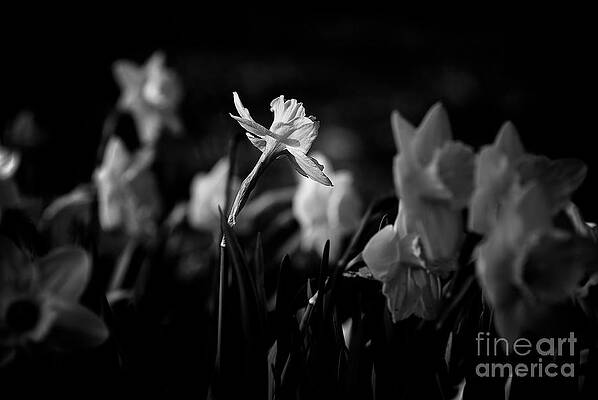 Daffodils in Black and White by Frank J Casella Daffodils in Black and White by Frank J Casella
