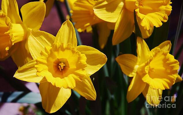 A Bouquet Of Daffodils Heralding Spring by Marcus Dagan A Bouquet Of Daffodils Heralding Spring by Marcus Dagan