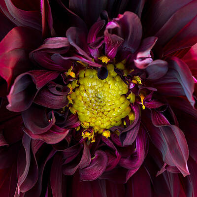 Dahlia - A Study in Crimson by Kim Aston Dahlia - A Study in Crimson by Kim Aston