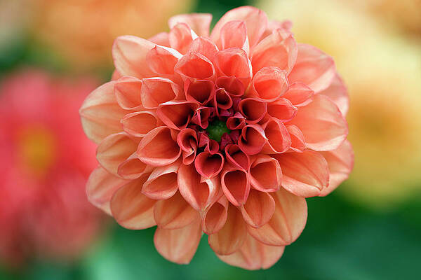 Wall Art - Photograph - Dahlia Dahlietta Series 'simone' by Science Photo Library