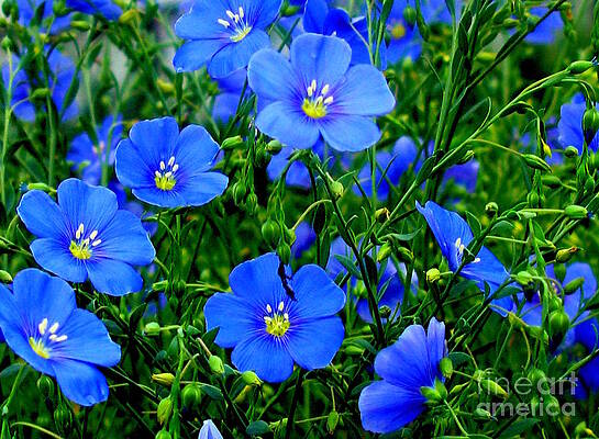 Dainty Blue Flax Linum by Margaret Newcomb Dainty Blue Flax Linum by Margaret Newcomb