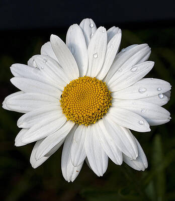 Wall Art - Photograph - Daisy-1 by Charles Hite