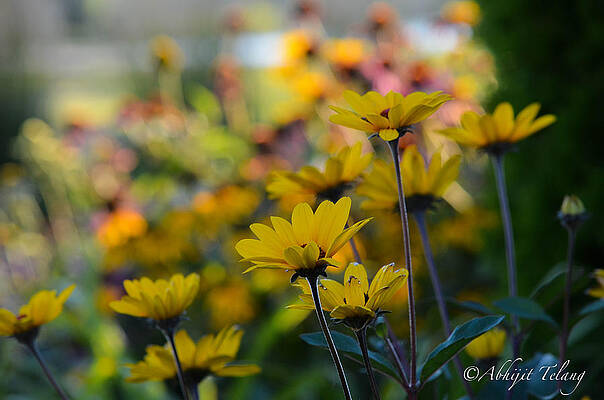 Daisy by Abhijit Telang