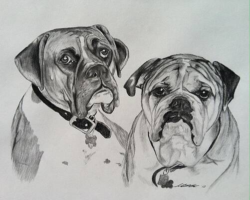 Boxer Dog Art - Watch Leah's Drawing Online - ItsaBoxerDogsLife