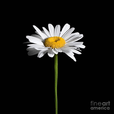 Daisy on Black by Cindy Singleton Daisy on Black by Cindy Singleton