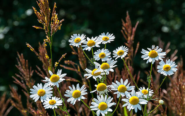 Daisy Party by Stephen Smith