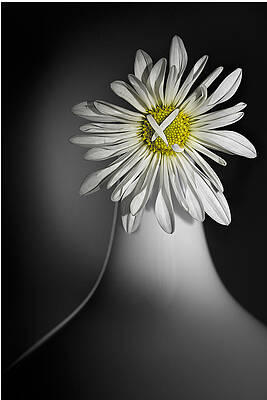 Daisy Pom by Nancy Strahinic Daisy Pom by Nancy Strahinic
