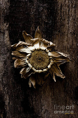 Daisy Three 2010 by Matthew Turlington Daisy Three 2010 by Matthew Turlington
