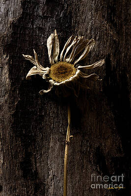 Daisy Two 2010 by Matthew Turlington Daisy Two 2010 by Matthew Turlington