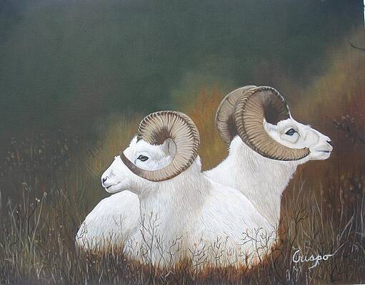 Dall rams by Jean Yves Crispo Dall rams by Jean Yves Crispo