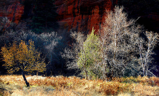 Wall Art - Photograph - Dance of Trees by Peter Cutler