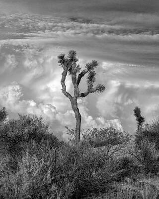 Wall Art - Photograph - Dancin in the Clouds by Peter Tellone