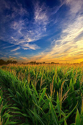 Wall Art - Photograph - Dancing in the Rows by Phil Koch
