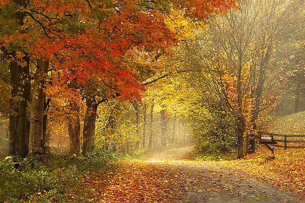 Wall Art - Photograph - Dancing Leaves by Magda Bognar