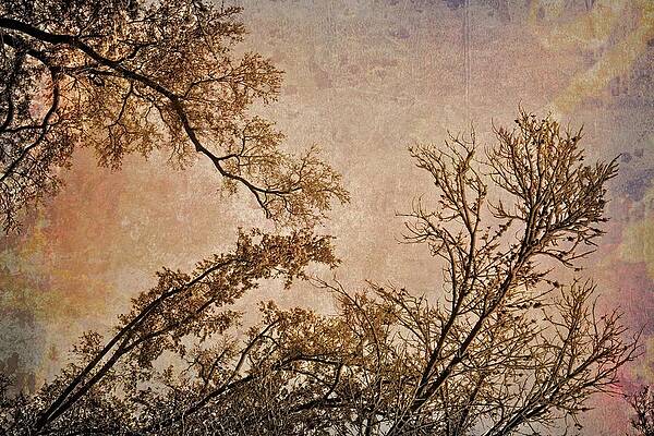 Wall Art - Photograph - Dancing Trees by Carol Whaley Addassi