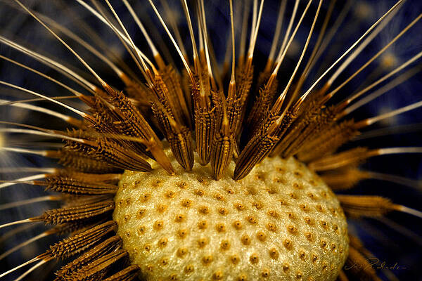 Wall Art - Photograph - Dandelion Burst by Iris Richardson