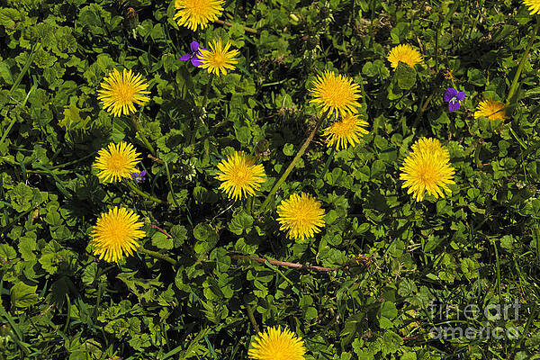 Spring Photograph - Dandelion Convention by William Norton