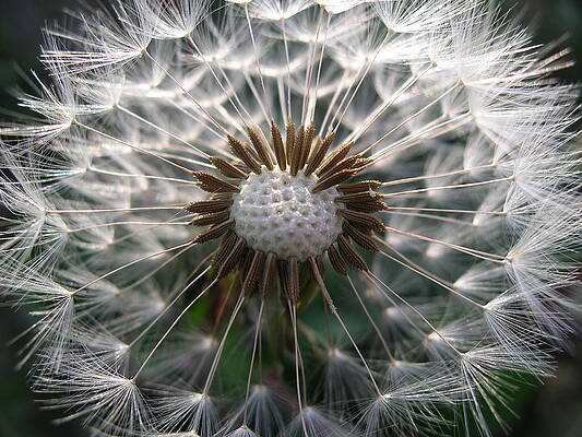 Dandelion golf ball by Nigel Cameron Dandelion golf ball by Nigel Cameron