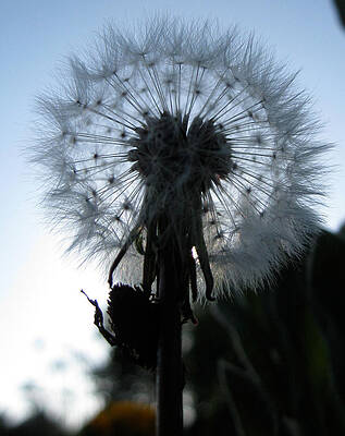 Dandelion by Noa Mohlabane Dandelion by Noa Mohlabane