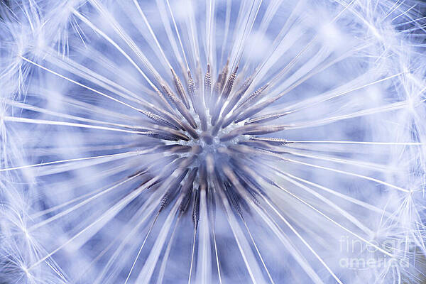 Wall Art - Photograph - Dandelion seeds 3 by Elena Elisseeva