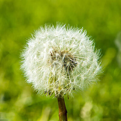 Wall Art - Photograph - Dandelion Square by Photographic Arts And Design Studio
