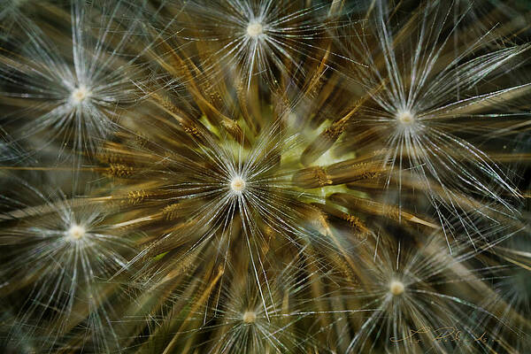 Wall Art - Photograph - Dandelion Starburst by Iris Richardson