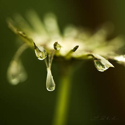 Wall Art - Photograph - Dandelion Stub with Drop by Iris Richardson