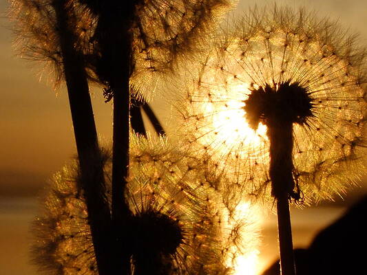 Dandelion Sunset by Nigel Cameron Dandelion Sunset by Nigel Cameron