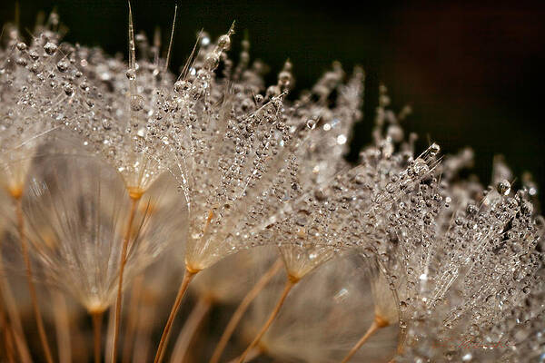 Wall Art - Photograph - Dandelion with Morning Dew by Iris Richardson