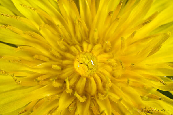 Wall Art - Photograph - Dandelion with Waterdrop by Iris Richardson