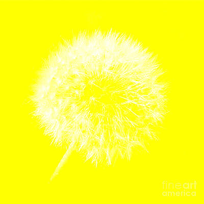 DandyLion Yellow by Clayton Bruster DandyLion Yellow by Clayton Bruster