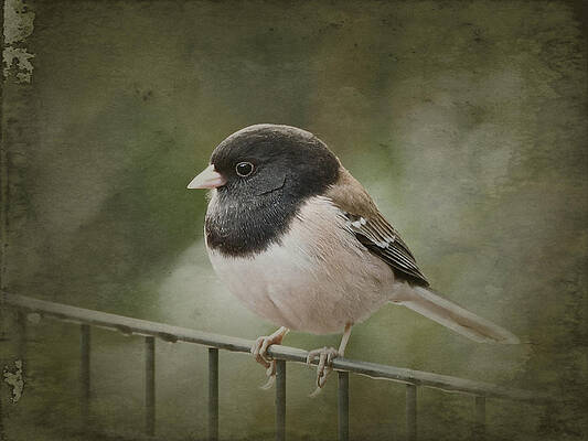 Dark-Eyed Junco by Parrish Todd Dark-Eyed Junco by Parrish Todd