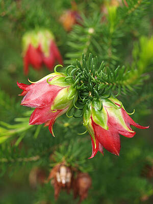 Darwinia oxylepis - 3 by Michaela Perryman Darwinia oxylepis - 3 by Michaela Perryman