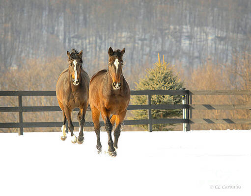 Dashing through the Snow by Carol Lynn Coronios Dashing through the Snow by Carol Lynn Coronios