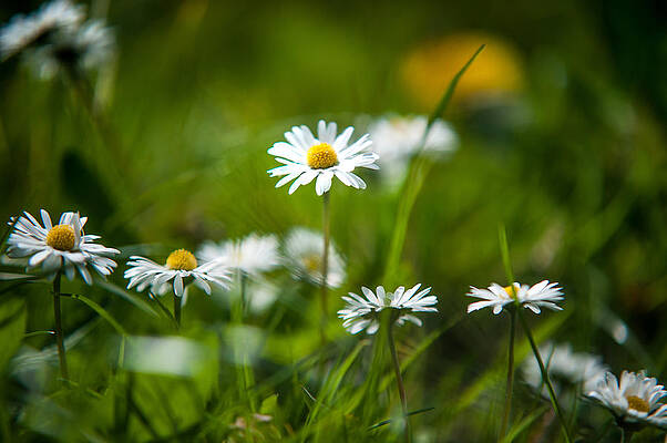 Wall Art - Photograph - Dasies. Sping Has Arrived. Netherlands  by Jenny Rainbow