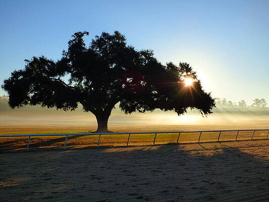 Dawn at Aiken Training Track by Jean Wright Dawn at Aiken Training Track by Jean Wright