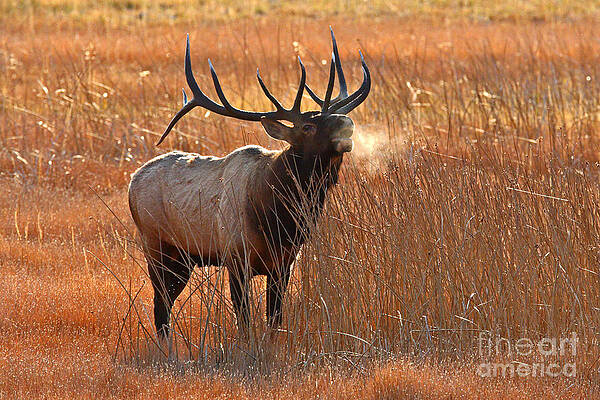 Wall Art - Photograph - Dawn Elk Call by Bill Singleton