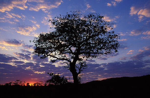 Wall Art - Photograph - Dawn In Kruger National Park by Nigel Dennis